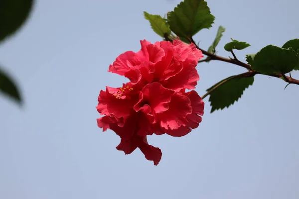 夏にハイビスカスの庭に美しい赤いハイビスカスの花 — ストック写真