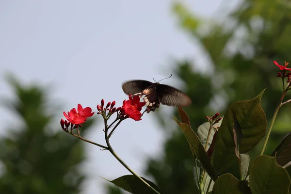 black lion butterfly and red flower in spring