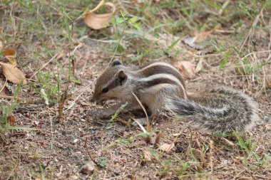 Siyah ve beyaz sincap ağaç kütüğüne tünemiş ve yeşil arka planda fındık yiyor.