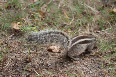 Çayırdaki siyah beyaz çizgi sincabı