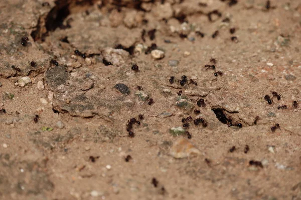 Karıncalar baharda yuva yapar - zarafet