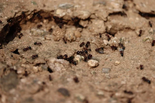 蚂蚁在春天的沙子里筑巢 — 图库照片