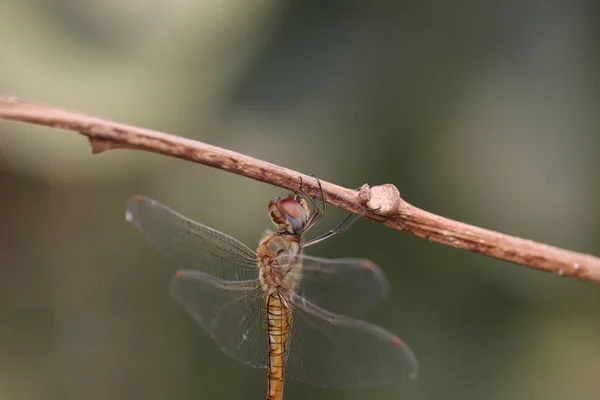 Dragonfly insect resting on a tree stump — 스톡 사진