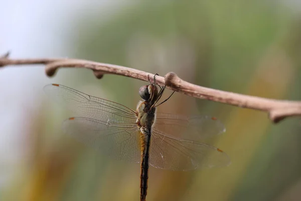 Libelleninsekt hockt im Herbst auf einem Ast — Stockfoto
