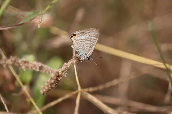 White butterfly insect perched on a tree branch in autumn — 스톡 사진