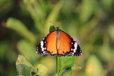 Close-up of tiger butterfly ,