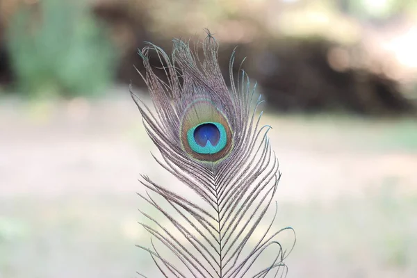 Close-up of bird feather, peacock — Stok fotoğraf