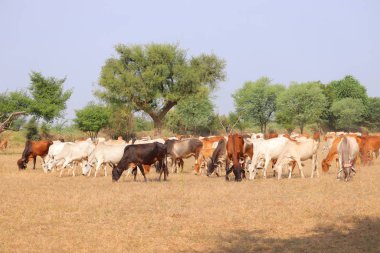 group of cows in summer , jaipur