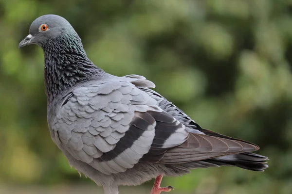 Gros plan sur les plumes de pigeon — Photo