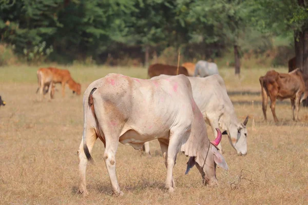 Group of cows, india,cow — 스톡 사진