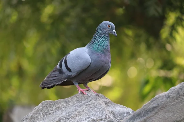 Een duif zittend op de afgrond — Stockfoto