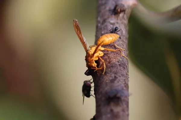 Gros plan sur la guêpe avec mouche — Photo