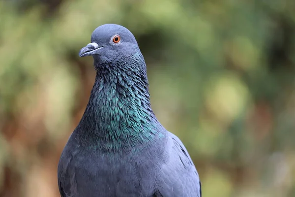 Portret gołębia błękitnego lub gołębia, Indie — Zdjęcie stockowe