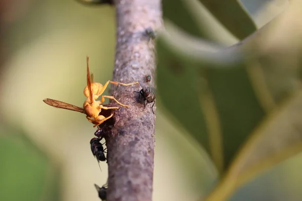Primo piano della vespa arancione con le api — Foto Stock