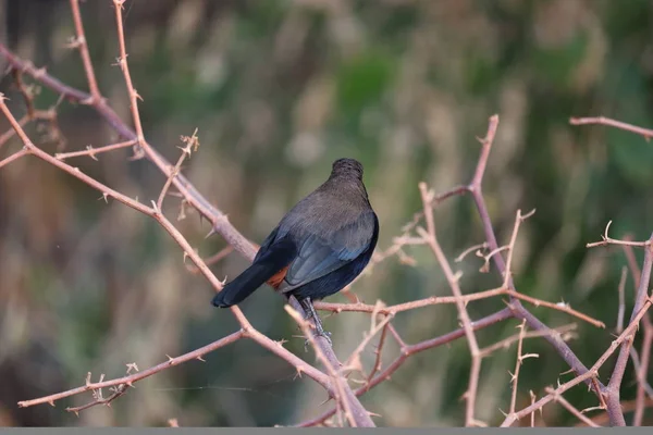 Bellissimo uccello in natura Uccello nero comune — Foto Stock