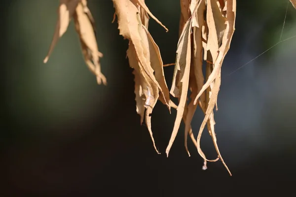 autumn leaves close up backgrounds