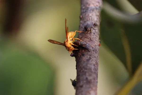 Primo piano della vespa arancione — Foto Stock
