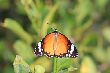 Close-up of tiger butterfly ,butterfly wing in spring