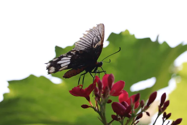 Κοντινό πλάνο της μαύρης πεταλούδας, πεταλούδα πτέρυγα σε λευκό σημείο την άνοιξη — Φωτογραφία Αρχείου