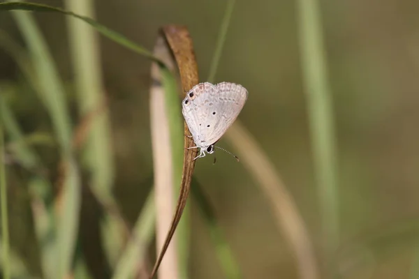 Butterfly in summer time , desert — 스톡 사진