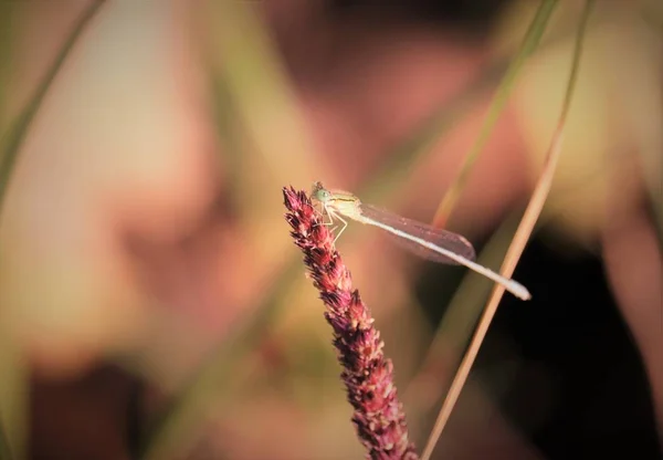 Libellule ailes ouvertes, ailes d'insectes libellules — Photo