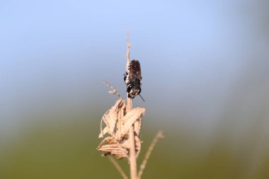 wasp in blue vintage background