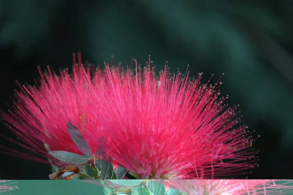 Micro fotografia de flor vermelha na primavera — Fotografia de Stock