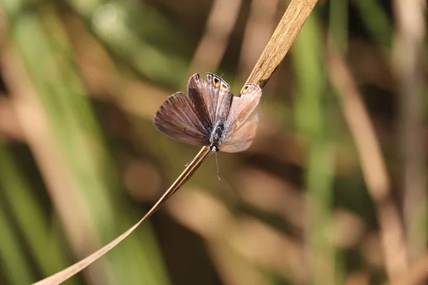 close up of butterfly and butterfly open rare wings and micro butter fly eyes