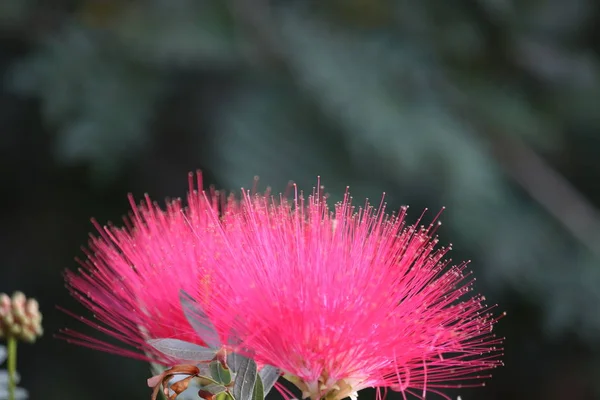 Close up photography of red flower in spring — 스톡 사진