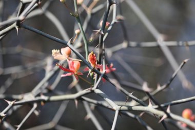 portrait photography of pink spring flower in spring season