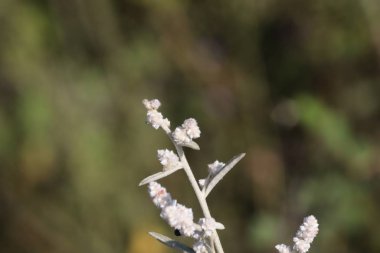 portrait photography of white spring flower