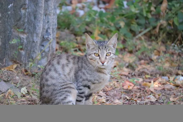 Portrait photography of cat in desert thar — 스톡 사진