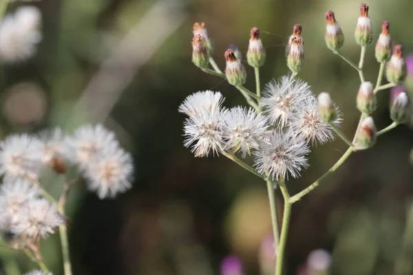 Raro colpo di fiori bianchi primaverili — Foto Stock