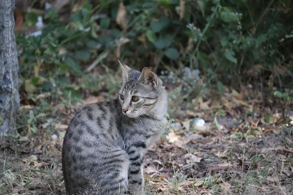 Close up shot dari kucing hewan pada musim gugur — Stok Foto