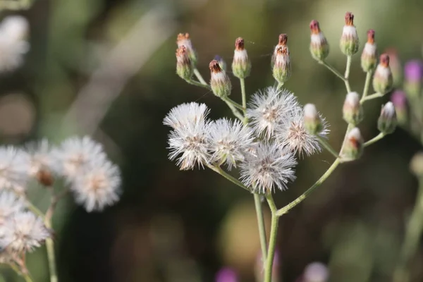 Micro shot of white spring flowers — 스톡 사진