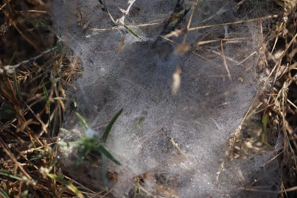 Toile d'araignée dans la nature — Photo