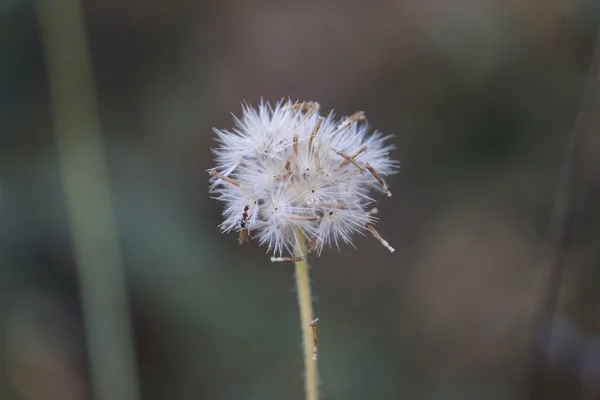 Microshot de fleurs blanches de printemps au printemps — Photo