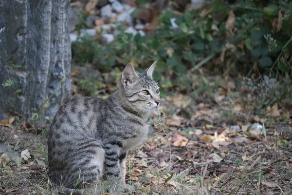 side view photography of cat in desert thar