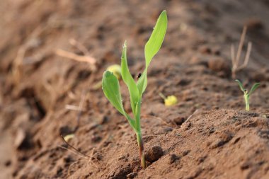 Close-up of dew drop corn plant, micro photography of maize plant