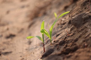 Young corn or maize sprout.water drop on plant leaves
