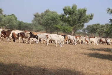 Yaz mevsiminde inekler otlakta ölmüş.