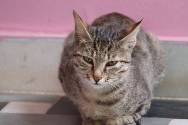 Utangaç kedi portresi