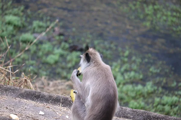 Langur monkeys back side — Stock Photo, Image
