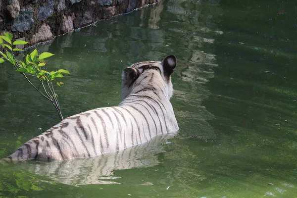 Acqua nella tigre — Foto Stock