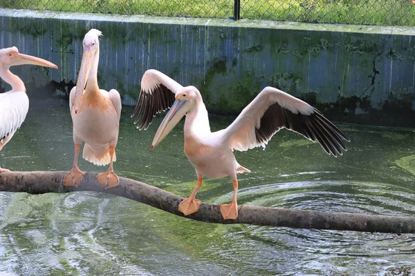 Pelikan auf totem Baum am Teich und versuchen zu fliegen — Stockfoto