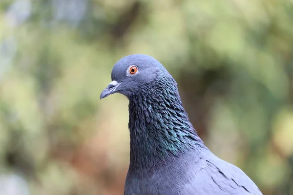Portrait of one eye pigeon — Stock Photo, Image