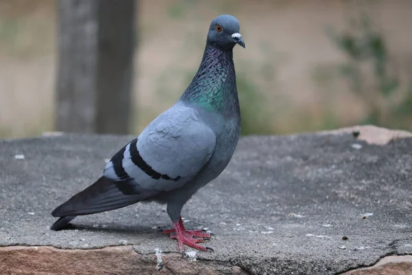 After ready to fly pigeon on the rock — ストック写真