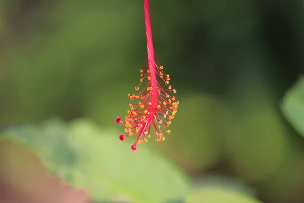 Sällsynt hibiskus växt blomma växer mitt på dagen ljus — Stockfoto