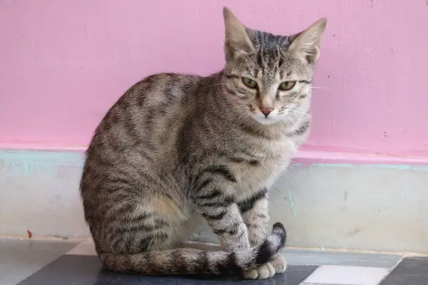 Cuerpo completo de gato avergonzado — Foto de Stock