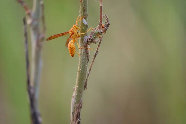 Sarı eşekarısı, böceğe yaklaş. — Stok fotoğraf